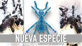 ES ESTA LA HORMIGA REINA MAS GRANDE DE EUROPA  😱 Camponotus cruentatus [upl. by Man]