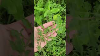 Can vegetable plants Tomato recover from herbicide damage [upl. by Ennahs]