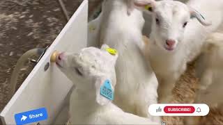 Dairy Goats kids rearing system  Rearing Goats kids information [upl. by Firman]