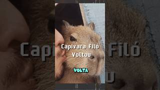 Capivara Filó capivara capivarafiló agenortupinambá influencer Agenor Tupinambá [upl. by Emie953]