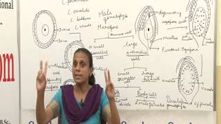 Cycas BSc MSc Lecture by Dr Anupama Goyal I Guru Kpo [upl. by Ecirahs571]