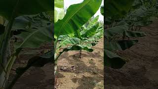 BEAUTIFUL LAKATAN PLANTATION lakatan beautiful plantation trending satisfying agri shorts [upl. by Olivia277]