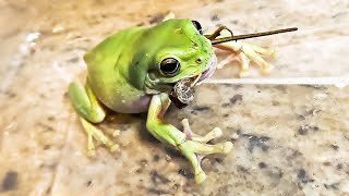 Australian Green Tree Frog eating a Lizard [upl. by Araec]