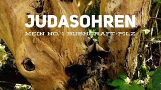 Pilze Kochen mit JudasohrenMuErr mein No 1 BushcraftPilzVitalpilz [upl. by Kenlee351]