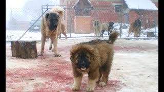 Miki Caucasian Shepherd [upl. by Adiehsar]