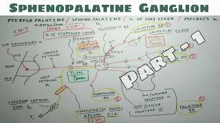 Sphenopalatine or Pterygopalatine Ganglion  1  NeuroAnatomy  Only One Chart  TCML [upl. by Lednyc]