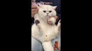 cute cat dance！shorts cute pets cat [upl. by Fitting]