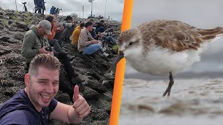 Western Sandpiper  Holwerd the Netherlands 20240816 [upl. by Enwad]