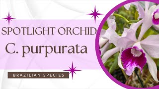 Cattleya purpurata Spotlight [upl. by Melvina]