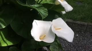 SOME CALLA LILLY CARE TIPS GIANT CALLA LILLY Zantedeschia aethiopica IN FULL BLOOM1080p [upl. by Trueblood]