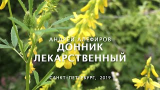 Донник лекарственный Алефиров АН [upl. by Schriever825]