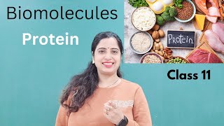 Protein in ONE Shot l Biomolecules l Class 11 Biology l NEET syllabus l Bioscient [upl. by Jelene]