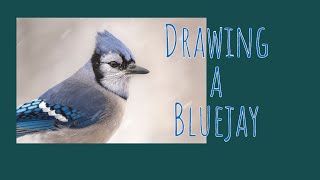 drawing a bluejay [upl. by Eladnyl]