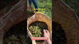 greater duckweed farming free feed for chickens and fish 🐠 azollapakistan azolla [upl. by Nivert474]