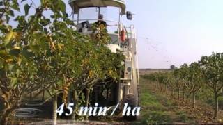 Jatropha test harvesting in Mosambique [upl. by Noiroc621]