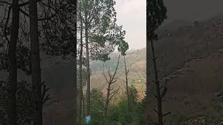 kausani chai Bagan se sundar drishyashortvideo song music hindisong [upl. by Anertac496]