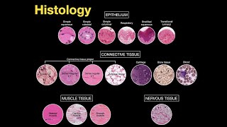 Introduction to Histology [upl. by Arvell213]