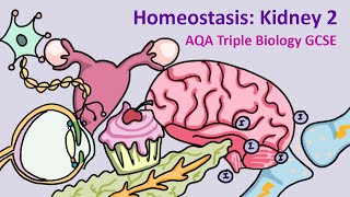 GCSE Science Biology AQA  Homeostasis Kidney 2 [upl. by Godewyn]