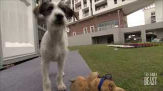 The Stray Dogs of Sochi  NHL Revealed Episode 5 [upl. by Tabbi942]