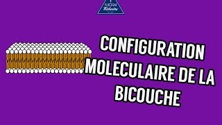 02  Configuration moléculaire des lipides de la bicouche [upl. by Arabeila]