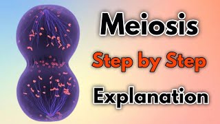 Meiosis  Step by Step Explanation [upl. by Kiki159]