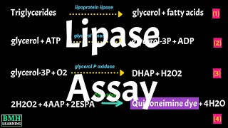 Lipase Assay  Lipase Test  Cayman’s Triglyceride Colorimetric Assay  Lipid Hydrolysis Assay [upl. by Ived]