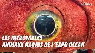 Les incroyables animaux marins de lexposition Océan [upl. by Leupold]