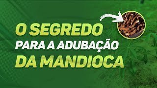 O SEGREDO para a adubação da mandioca  MUITO IMPORTANTE [upl. by Gabriella]