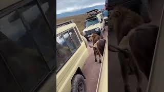 Unbelievable Lion Walks Among Vehicles Tourists in Shock [upl. by Ahseila]