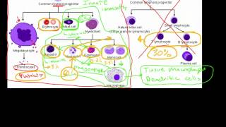 Innate Immune System [upl. by Ynelram]