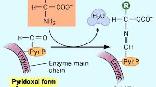 Biosynthesis Amino acids  Metabolism [upl. by Edwards]