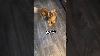 Cute longhaired dachshund dog is excited for dinner￼ 🐾 cutepets dachshund dog [upl. by Obbard]