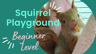 How do squirrels play Watch 2 squirrel kids on their playground in rehab [upl. by Leroj]