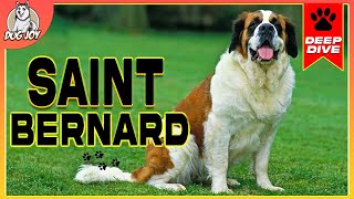 Gentle Giants A Complete Guide to SAINT BERNARDS [upl. by Thorlie147]