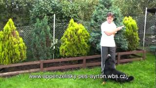 Appenzeller Sennenhund in Bewegungmpg [upl. by Hugibert167]