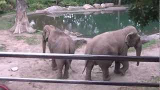 The Bronx Zoo July 19th 2012 Wild Asia Monorail Patty and Maxine the Asian Elephants [upl. by Laitselec108]