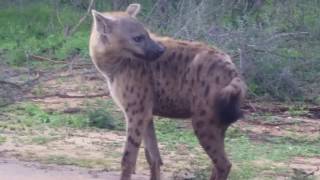 Baboons and Hyenas of Kruger park [upl. by Leontine]