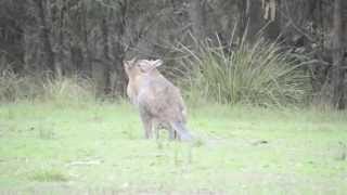 Australian wildlife Rednecked wallabies courting [upl. by Onaireves]