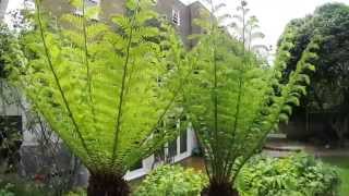 Tree Fern  Dicksonia Antarctica  cutting back old fronds [upl. by Hepza]