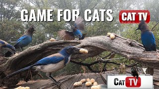 CAT TV  Real Birds  IDYLLWILD Vol 2  3 Hours  Game For Cats [upl. by Londoner]