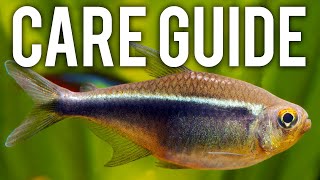 Black Neon Tetra Care Guide  Hardy Underrated Schooling Fish [upl. by Tifanie671]