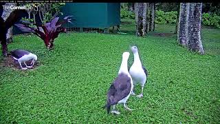 Laysan Albatross Practice Courtship With Dance Party – Mar 13 2018 [upl. by Hinkle]