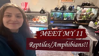 MEET MY 11 REPTILES [upl. by Chere942]