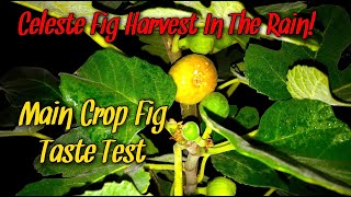 Celeste Fig Harvest In The Rain  Main Crop Fig Taste Test [upl. by Flam]