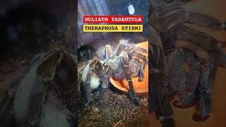 🕷🕸💯🕸🕷GOLIATH TARANTULA💯THERAPHOSA STIRMI DRINKS🕸💯🕸 theraphosa tarantula goliathtarantula beauty [upl. by Ehcram]