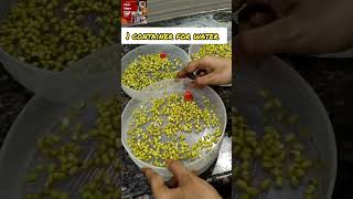 How to make Sprouts at home in Sprouts Maker  Sprout Maker Demo  Sprouts maker review and use [upl. by Mann572]