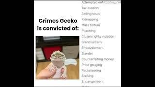 Gecko “allegedly” committed these crimes leopardgecko memes funny [upl. by Neelrak]