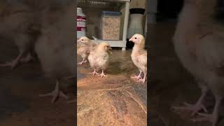 Buff Orpington chickens from 2 days old to 6 weeks old [upl. by Tess]