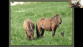 Marg Gaviller  The Horses of Sable Island Plus the journey “back to Newfoundland” [upl. by Bornstein590]