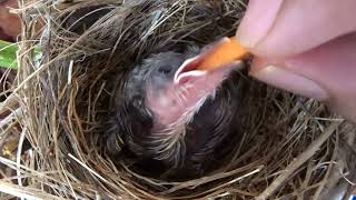 Feeding a Yellowvented BulBul Chick [upl. by Susannah631]